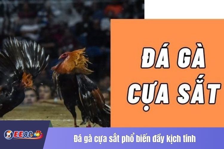 Đá gà cựa sắt phổ biến đầy kịch tính