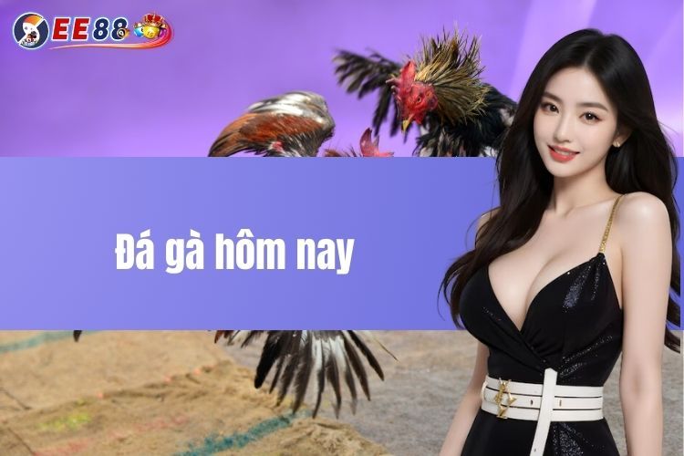 Đá gà hôm nay - Trải nghiệm cá cược chất lượng 2024