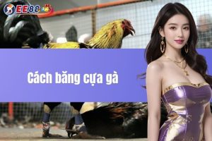 Cách băng cựa gà - Mục đích và cách làm dành cho cược thủ