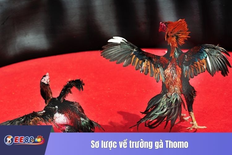 Sơ lược về trường gà Thomo