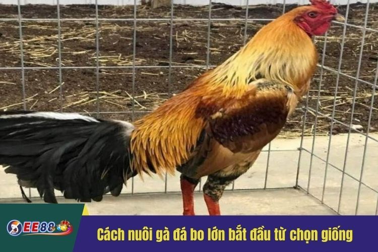 Cách nuôi gà đá bo lớn bắt đầu từ chọn giống