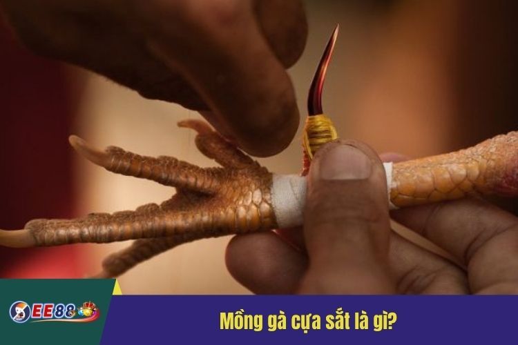 Mồng gà cựa sắt là gì?