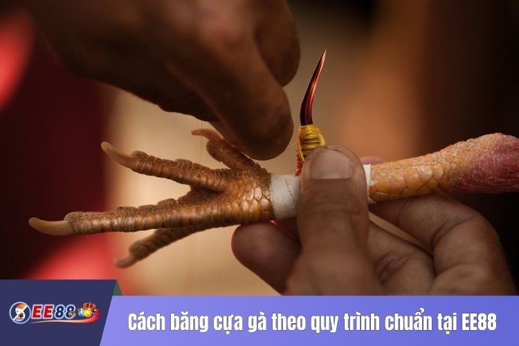 Cách băng cựa gà theo quy trình chuẩn tại EE88