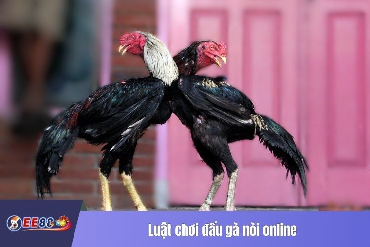 Luật chơi đấu gà nòi online